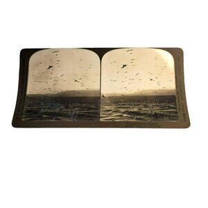 Vintage Stereoscope Photo Card Seagulls Near Gibraltar c. 1901 HC White LI18